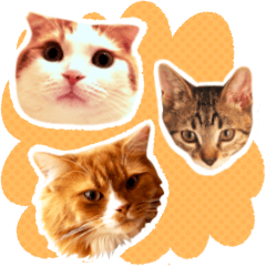 [LINEスタンプ] 猫写真スタンプ スコ！スコ！キジトラ！