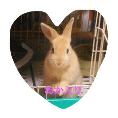 [LINEスタンプ] ウサギのラブの写メ 