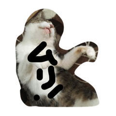 [LINEスタンプ] my lovely cat 2