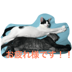 [LINEスタンプ] ネロ＆モク