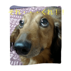 [LINEスタンプ] ミニチュアダックスフント 武丸第2弾