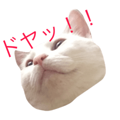 [LINEスタンプ] 保護猫すたんぷ  3