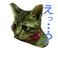 [LINEスタンプ] キジトラのリク