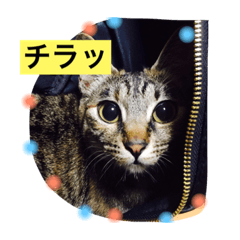 [LINEスタンプ] ねこのモモちゃん2