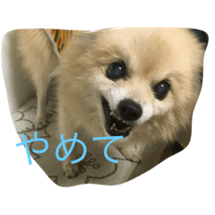 [LINEスタンプ] 愛犬のスタンプです