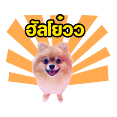 [LINEスタンプ] kiemeepompom