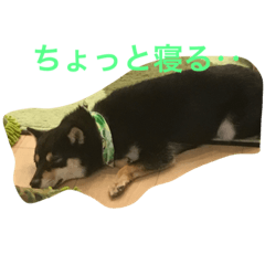 [LINEスタンプ] ちょっとチロ