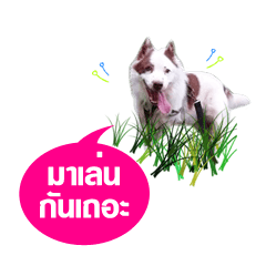 [LINEスタンプ] Play with Coco.