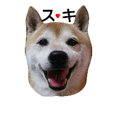 [LINEスタンプ] 我が家の柴犬、コロン。