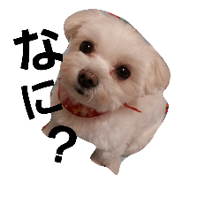 [LINEスタンプ] chiikamachan