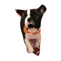 [LINEスタンプ] フレブルのふくちゃん