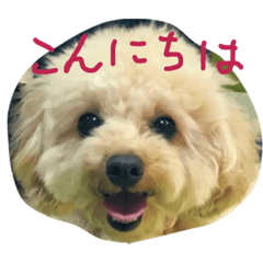 [LINEスタンプ] プードル蘭ちゃん