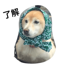[LINEスタンプ] 柴犬の日常！1