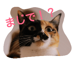 [LINEスタンプ] にゃんずすたんぷ