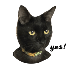 [LINEスタンプ] CRAZY CATS3