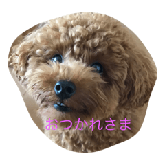 [LINEスタンプ] トイプー コッペ2