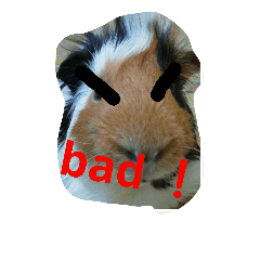 [LINEスタンプ] guinea pig a go！ go！ 3