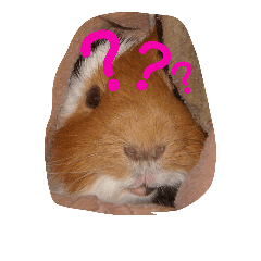 [LINEスタンプ] guinea pig a go！ go！ + rabbit 4