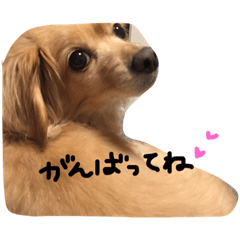 [LINEスタンプ] ぼく、チロル。
