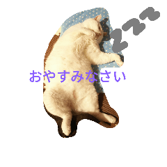 [LINEスタンプ] ほんわか白にゃん