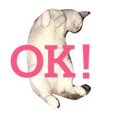 [LINEスタンプ] うちの猫スタンプ新