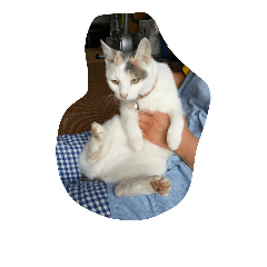 [LINEスタンプ] ねこ2人