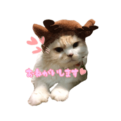 [LINEスタンプ] すことらにゃんこ2