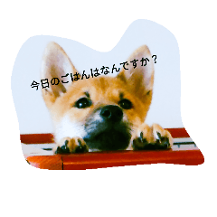 [LINEスタンプ] 柴犬の大将くん