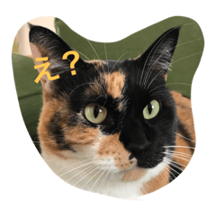 [LINEスタンプ] Nyansta2