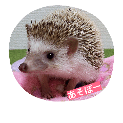 [LINEスタンプ] ハリネズミのはりぼーたん