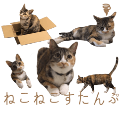 [LINEスタンプ] 猫ねこネコ写真すたんぷ