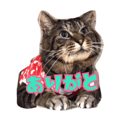 [LINEスタンプ] とらえもんらいふ