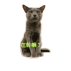 [LINEスタンプ] hee cat 1