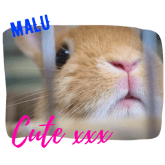 [LINEスタンプ] まるっと ウサギの まる。happy
