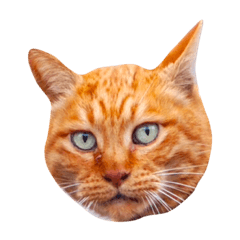 [LINEスタンプ] 猫のカク