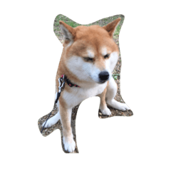 [LINEスタンプ] 柴犬のメリーさん
