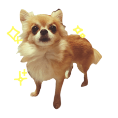 [LINEスタンプ] 我が家の天使チワワのさくら