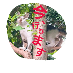 [LINEスタンプ] 猫ちゃんちゃんず