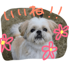 [LINEスタンプ] シーズー  福助