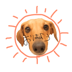 [LINEスタンプ] キャバックスのこたろー