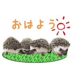 [LINEスタンプ] ハリネズミ空君と仲間たち