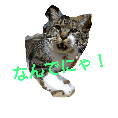 [LINEスタンプ] wasabi neko 2