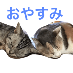[LINEスタンプ] ねこまりさりちぃ