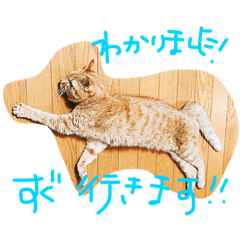 [LINEスタンプ] 茶トラ女子部 2