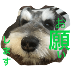 [LINEスタンプ] 小太郎と龍