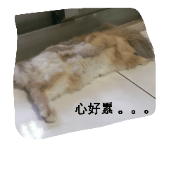 [LINEスタンプ] silly cutebi