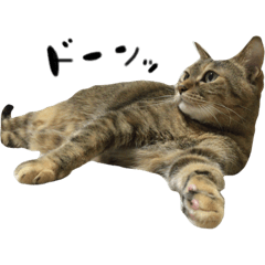 [LINEスタンプ] キジトラにゃんこ「チペ」パート2