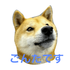 [LINEスタンプ] ごんたのスタンプ