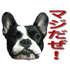 [LINEスタンプ] フレンチブルドッグのモモ【日常】