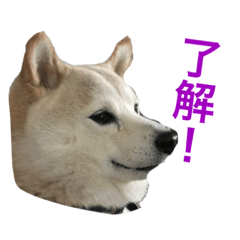 [LINEスタンプ] 愛すべきしばいぬ
